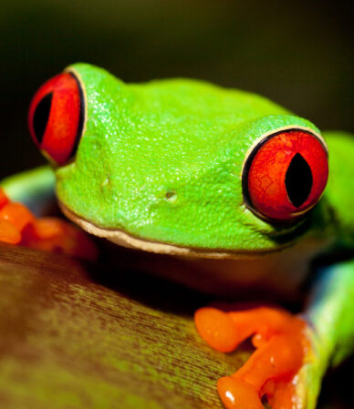 La-Rainette-aux-yeux-rouges-smartbat